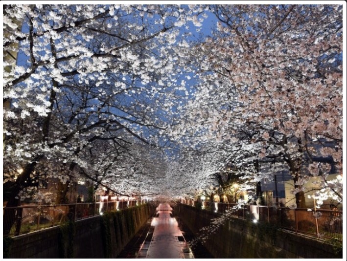 お花見も終盤(/ω＼)｜着物レンタルVASARA渋谷店