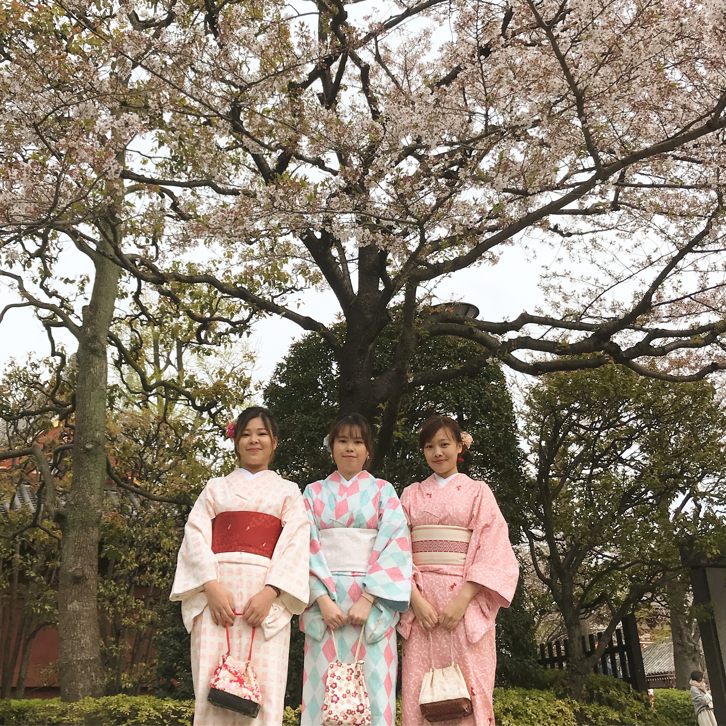 葉桜も素敵です(*´꒳`*)