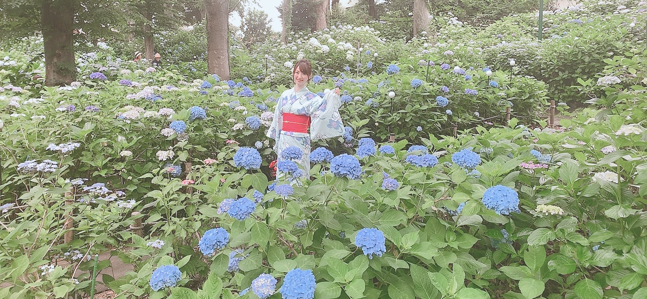 紫陽花♡