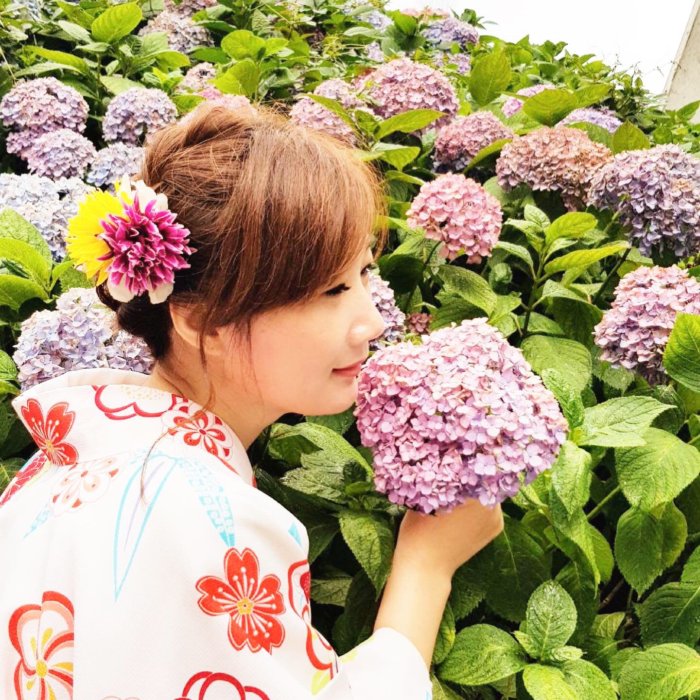 紫陽花の季節で着物を着て散策に行きましょう！