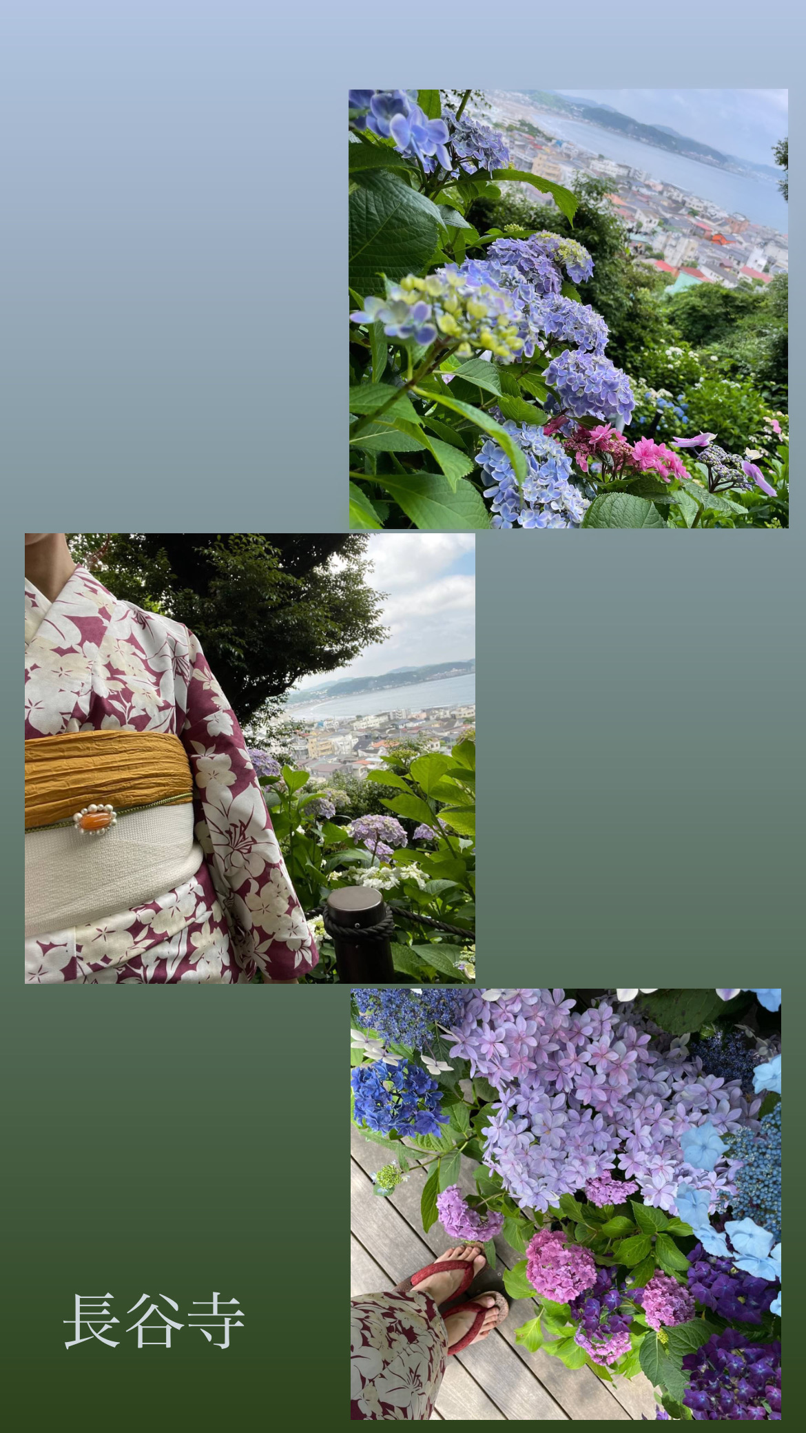 長谷寺～紫陽花開花情報～