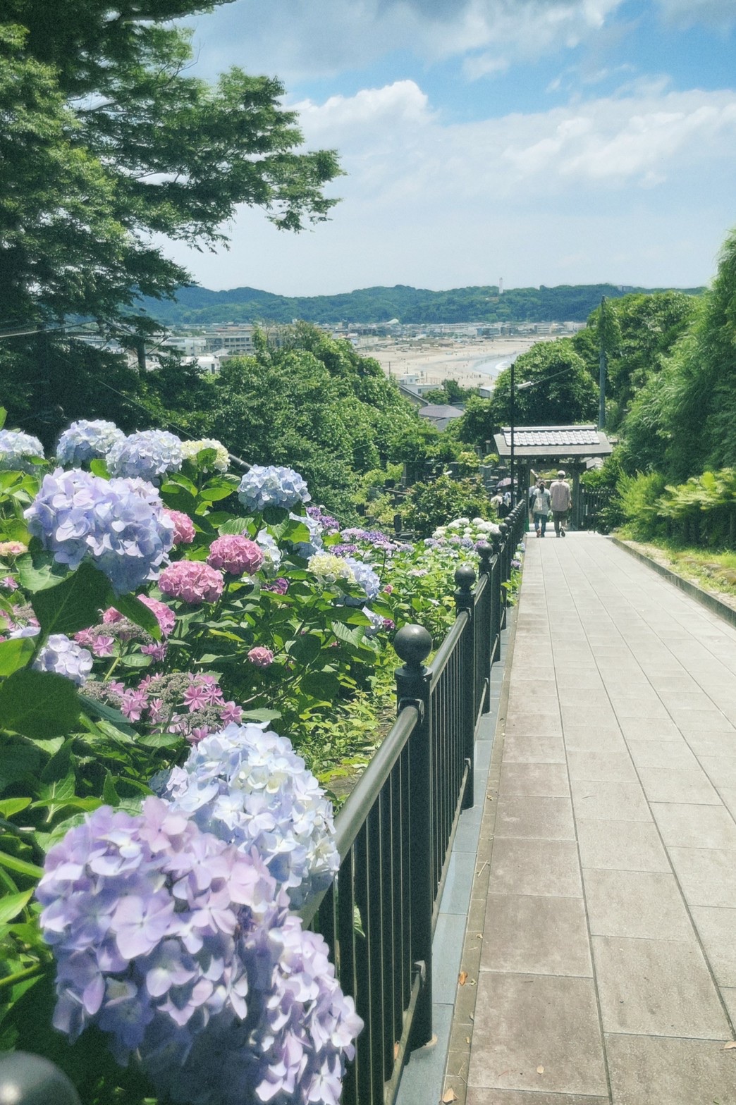 成就院～紫陽花開花情報～